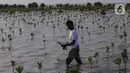 Anggota Kelompok Tani Hutan Rapi Jaya Putra menanam bibit mangrove di Pantai Tiris, Pabean Ilir, Pasekan, Indramayu, Jawa Barat, Senin (7/10/2024). (Liputan6.com/Angga Yuniar)