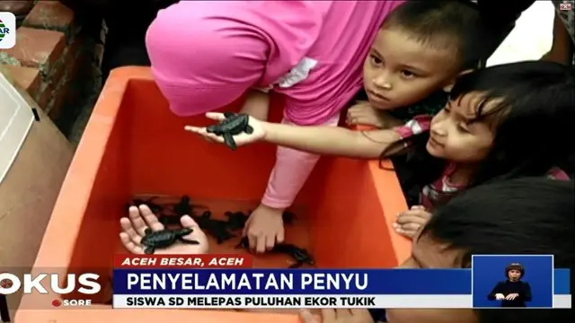 Tukik ini sendiri merupakan hasil penangkaran seorang warga yang peduli terhadap keberlangsungan ekosistem penyu.