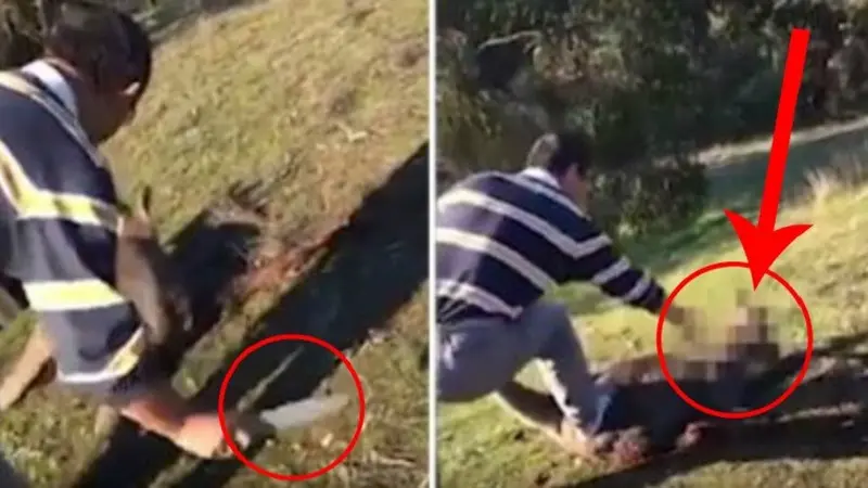Kanguru Malang Dibunuh Secara Brutal, Netizen Murka
