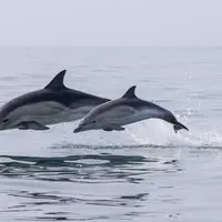 Ilustrasi lumba-lumba yang menjadi salah satu hewan terpintar di dunia/credit: pexels