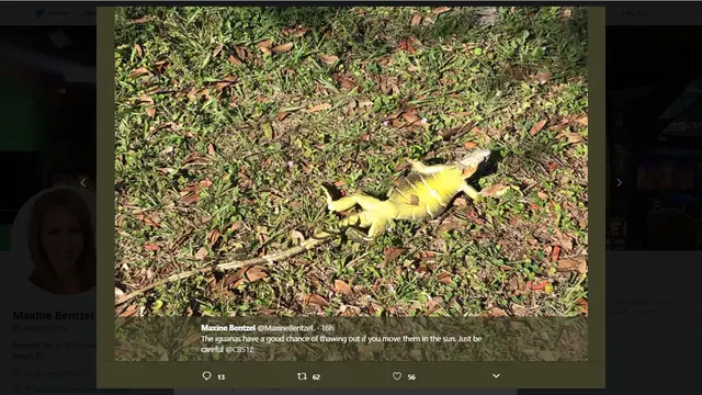 Iguana yang membeku di Florida selatan (Twitter/@MaxineBentzel)