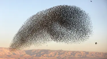 Migrasi burung jalak eropa (Sturnus vulgaris) terbang berkelompok membentuk pola sebelum hinggap untuk beristirahat dan tidur, terlihat di Lembah Jordan, Tepi Barat, sepanjang perbatasan dengan Yordania pada 3 Februari 2019. (MENAHEM KAHANA / AFP)