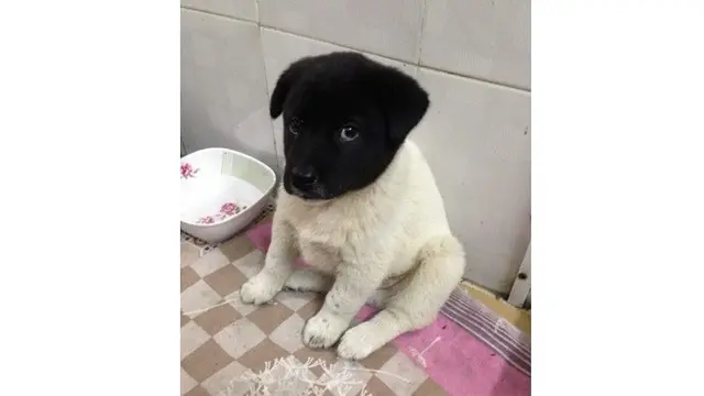 6 Bentuk Anjing Ini Mencengangkan, Ada yang Disebut Mirip Alien
