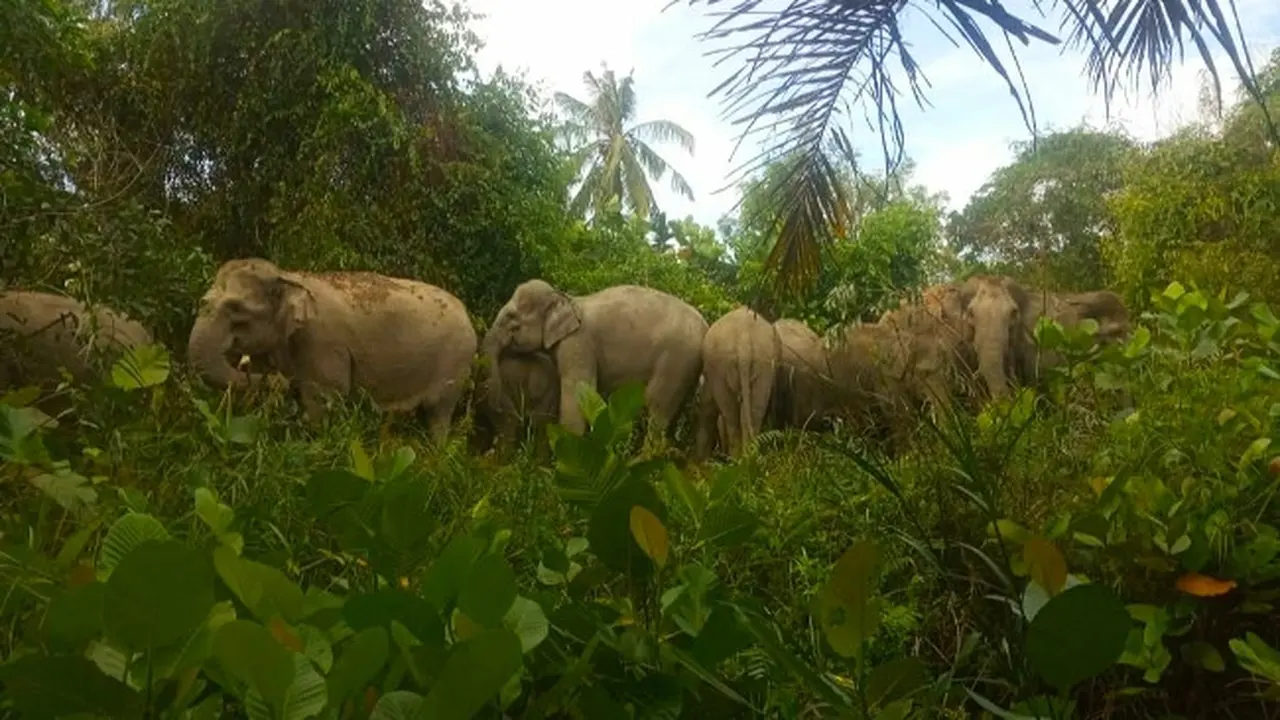 Kawanan gajah dari Giam Siak Kecil masuk kebun dan mendekati pemukiman warga Desa Semunai, Kabupaten Bengkalis.