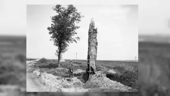 Ilustrasi pohon palsu tempat pengintaian dalam Perang Dunia I. (Sumber East Sussex)