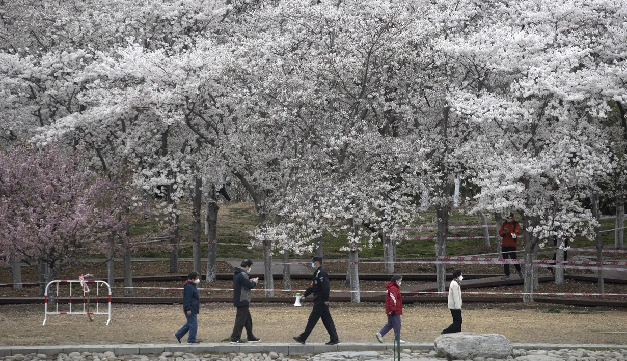 Petugas kemanan berpatroli saat banyak pengunjung menikmati bunga sakura di Taman Yuyuantan, Beijing, China, Kamis (26/3/2020). Musim semi dan bunga sakura bermekaran memikat warga untuk keluar rumah dari yang sebelumnya membatasi diri karena pandemi virus corona COVID-19. (AP Photo/Ng Han Guan)