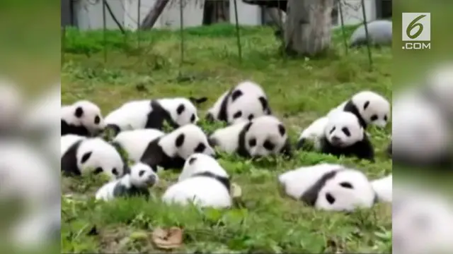 Pemerintah China memamerkan 36 anak panda yang baru lahir.
