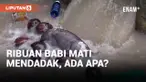 Geger! Ribuan Babi di Parigi Mati Mendadak!