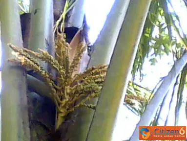 Citizen6, Trenggalek: Sekilas Pohon Kelapa ini terlihat biasa saja, tapi jika diperhatikan lagi, bunga kelapa tumbuh dua tangkai dalam satu pelepah. Pohon kelapa ini ada di Kecamatan Pule, Kabupaten Trenggalek, Jawa Timur. (Pengirim: Yusak)