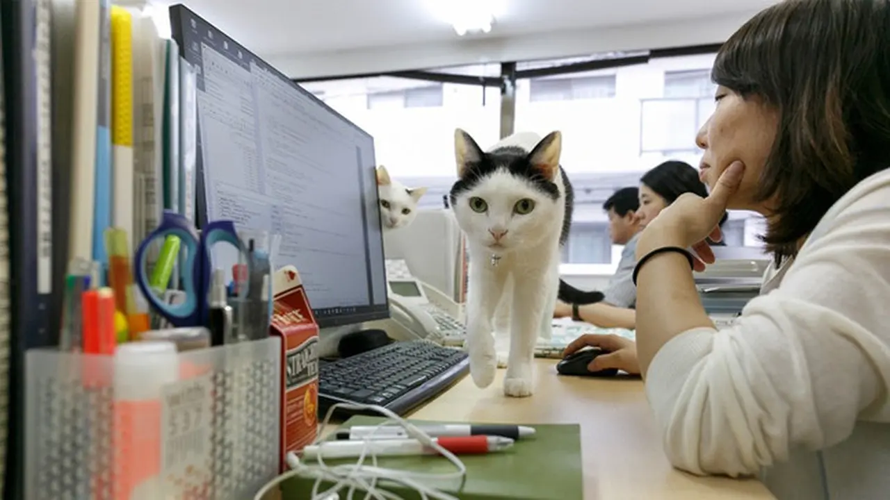 Agar Karyawan Tak Stres, Perusahaan Ini Pelihara Kucing di Kantor