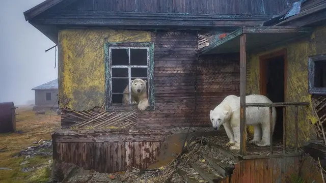 Beruang Kutub Tinggal di Rumah