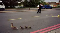 Polisi Hentikan Lalu Lintas untuk Bantu Bebek Menyeberangi Jalan