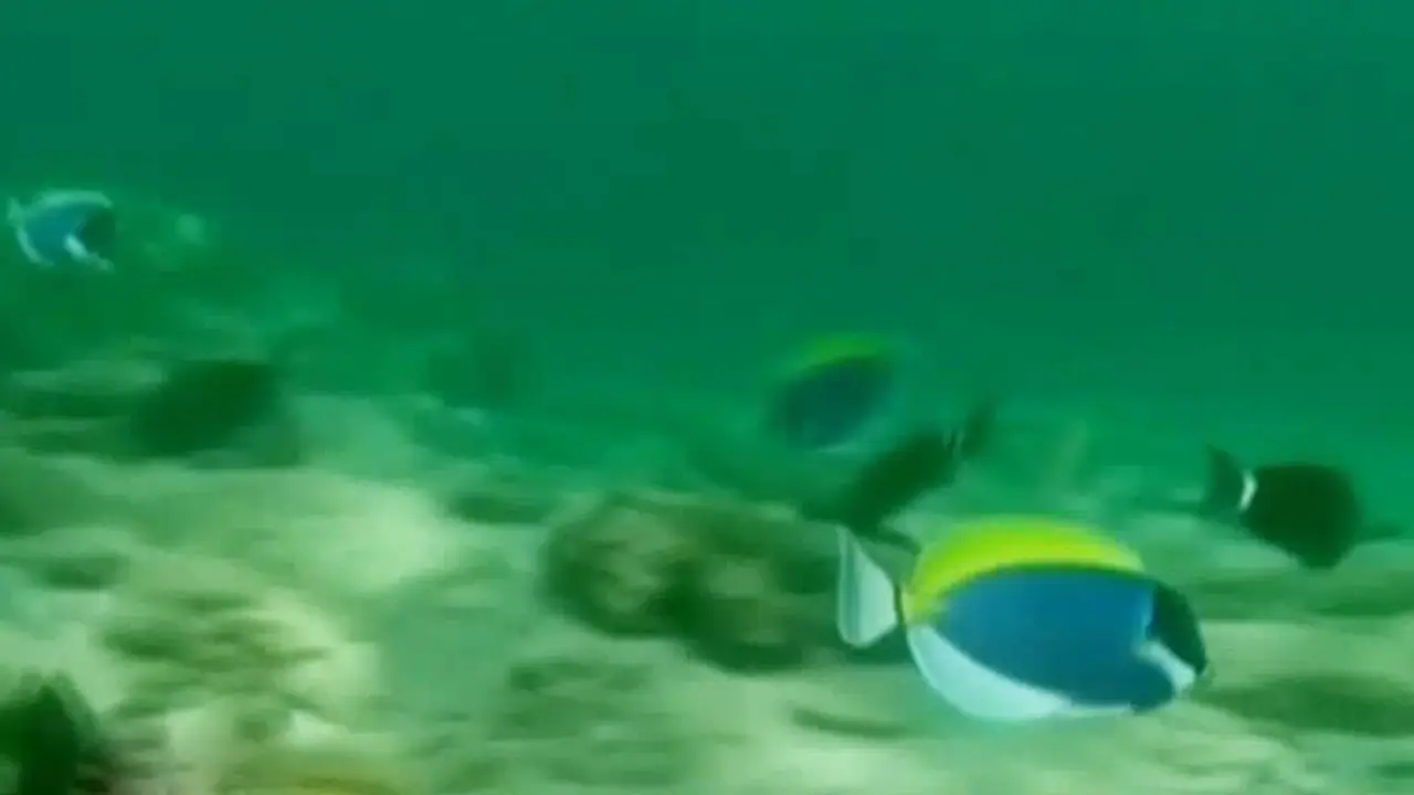 Segmen 2: Pesona Pantai Iboih dengan Laut Jernih