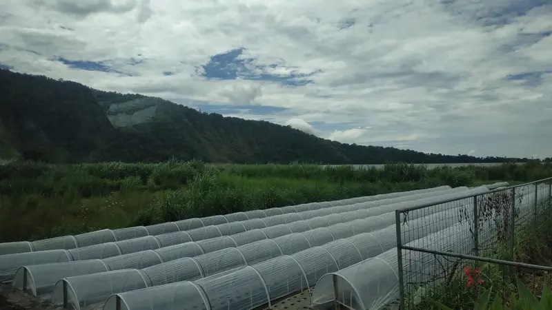 Kebun.