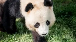 Panda raksasa, Xing Er berada di kandang barunya selama diperlihatkan kepada media di Kebun Binatang Kopenhagen, Denmark, Rabu (10/4). Sepasang giant panda bernama Xing Er dan Mao Sun yang baru tiba dari China menjadi penghuni baru Kebun Binatang Kopenhagen. (Mads Claus Rasmussen/Ritzau Scanpix/AFP)