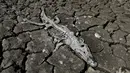 Bangkai buaya caiman yacare terlihat di tepi sungai Pilcomayo yang mengalami kekeringan di Boqueron, Paraguay, 14 Agustus 2016. Selama hampir dua dekade terakhir ini debit air sungai Pilcomayo berada pada tingkat terendah. (REUTERS/Jorge Adorno)