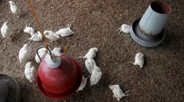 Sejumlah ayam yang mati terkena wabah virus flu burung, di peternakan di desa Modeste, Pantai Gading, Afrika Barat, Jumat (14/8/2015). Pemerintah setempat mengumumkan bahwa virus H5N1 telah menyebar ke tiga wilayah di negaranya. (REUTERS/Luc Gnago)