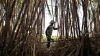 Aktivitas petani tebu di Desa Betet, Pesantren, Kediri, Jatim pada akhir September lalu. Petani tebu menuntut pemerintah segera menghentikan impor gula karena menyebabkan gula lokal tidak laku sehingga merugikan mereka.  (Merdeka.com/Iqbal S. Nugroho)
