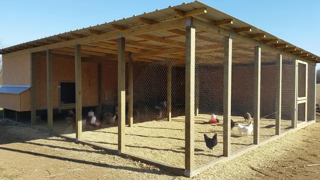 Desain Kandang Ayam Hemat Biaya tapi Tidak Bau