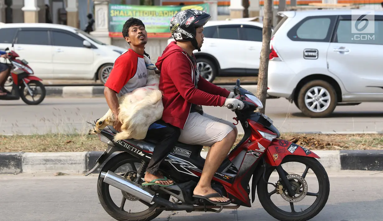 Pembeli membawa kambing yang dibeli di kawasan Kemayoran, Jakarta, Kamis (31/8). H-1 jelang Idul Adha, hewan kurban mulai didistribusikan para pedagang kepada sejumlah pembeli di Ibukota. (Liputan6.com/Immanuel Antonius)