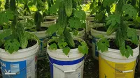 7 Cara Membuat Kebun Pare dari Ember Bekas Cat agar Subur dan Cepat Berbuah