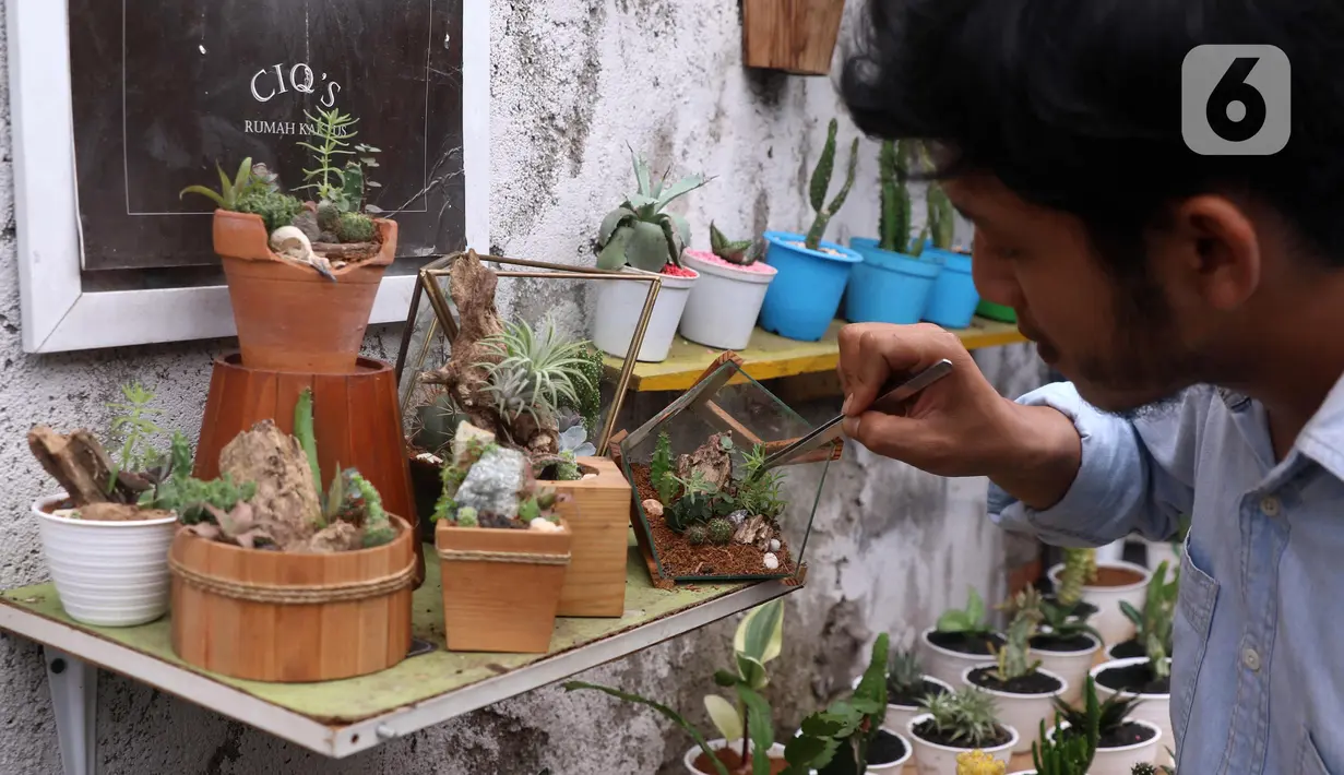 Pembudidaya tanaman hias merawat kaktus di Rumah Kaktus, Kota Tangerang, Banten, Jumat (2/4/2021). Tanaman hias di tempat ini dikirim hingga ke luar negeri untuk kebutuhan cendera mata dan hiasan rumah. (Liputan6.com/Angga Yuniar)