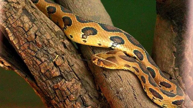 Russell's Viper