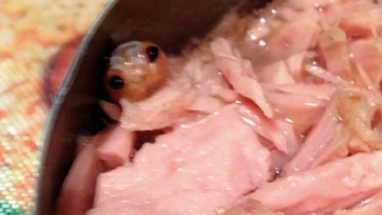 Makhluk Tak Dikenal Dalam Kaleng Tuna