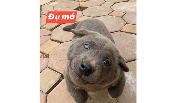 Viral, 7 Ekspresi Konyol Anjing Ini Sukses Bikin Gemas Netizen