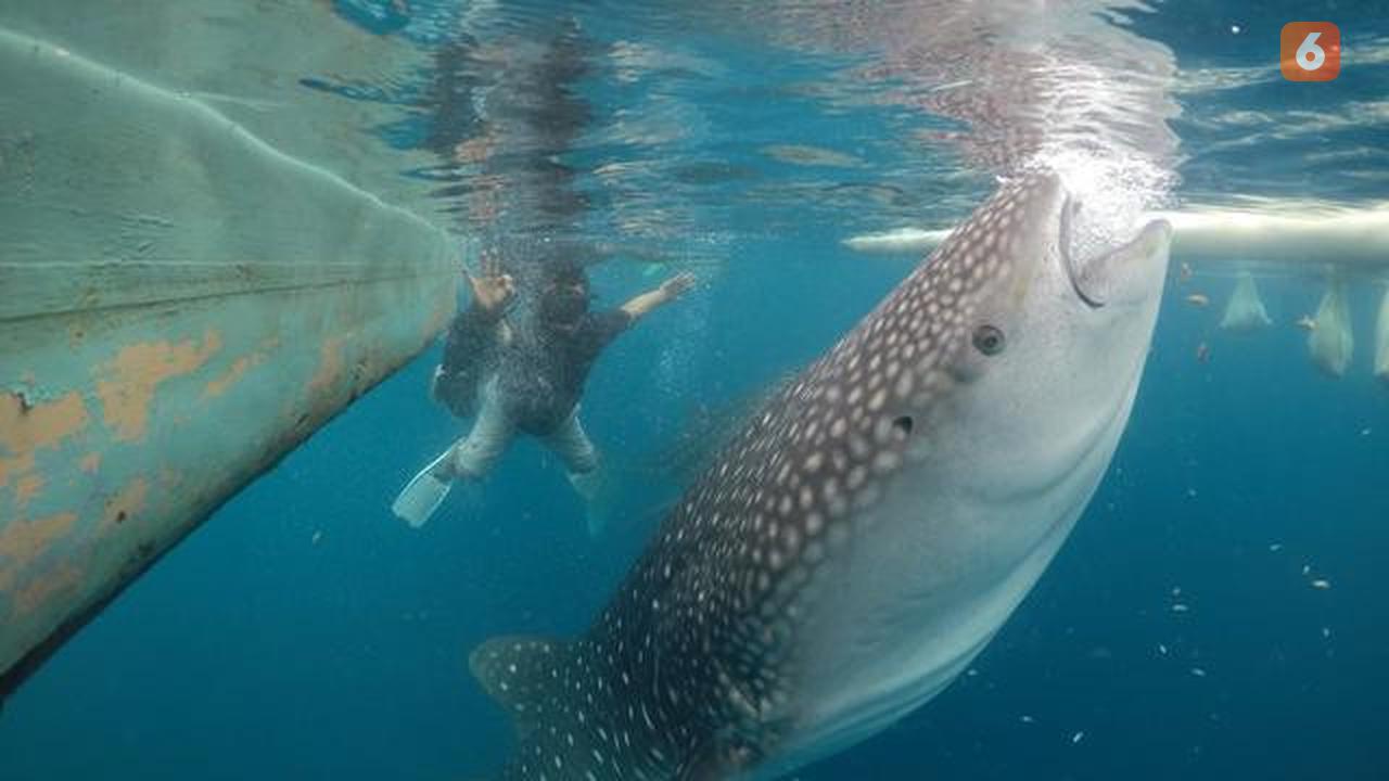 Hiu Paus Bone Bolango (Arfandi/Liputan6.com)