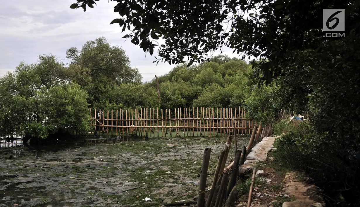 Kondisi hutan bakau di sekitar pesisir Kamal Muara, Penjaringan, Jakarta, Rabu (21/3). Keberadaan hutan bakau di pesisir Jakarta kian menipis seiring pertumbuhan infrastruktur dan ditambah adanya proyek reklamasi. (Merdeka.com/ Iqbal S. Nugroho)