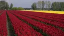 <p>Deretan bunga tulip tumbuh di ladang di Meerdonk, Belgia pada Senin, 25 April 2022. Bunga tulip di Belgia banyak dibudidayakan untuk umbinya saja. (AP Photo/Virginia Mayo)</p>