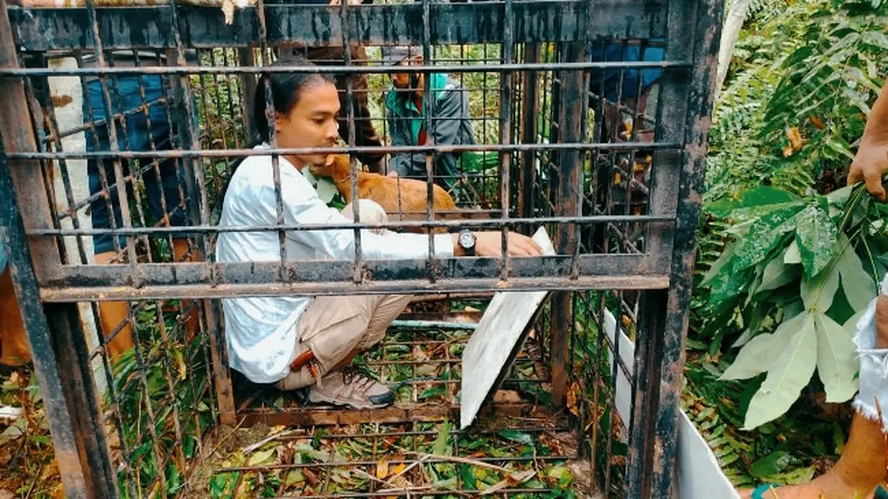 Pemasangan kandang jebak untuk menangkap harimau sumatra yang terkam petani menjelang Lebaran Idul Fitri lalu.