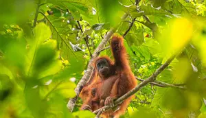 Studi Ungkap Suara Tawa Orangutan Bisa Pengaruhi Pilihan Makanan