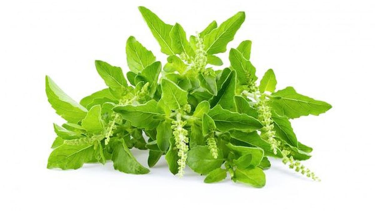 Rahasia Sehat dari Dapur: 9 Manfaat Daun Kemangi yang Jarang Diketahui!