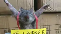 Mencuri beras, tikus ini diikat dan dipermalukan (Weibo/jiu lian shan she zhang)