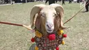 Seekor domba bersiap bertanding ketangkasan domba Garut dalam acara Jambore Peternakan Nasional 2017 di Buperta Cibubur, Jakarta, Sabtu (23/9). Ketangkasan domba Garut diikuti sebanyak 160 ekor domba. (Liputan6.com/Herman Zakharia)