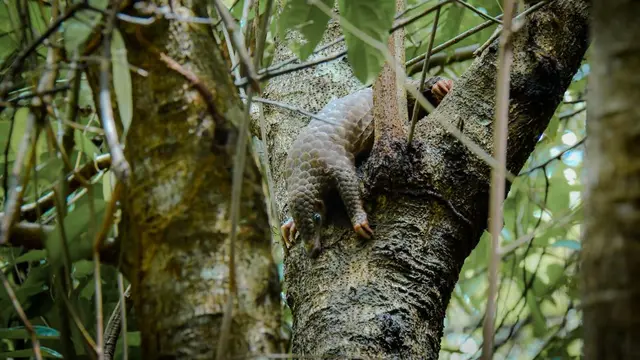 Jadi Rumah Aman bagi Spesies Langka (photo by tanjungkelayang)