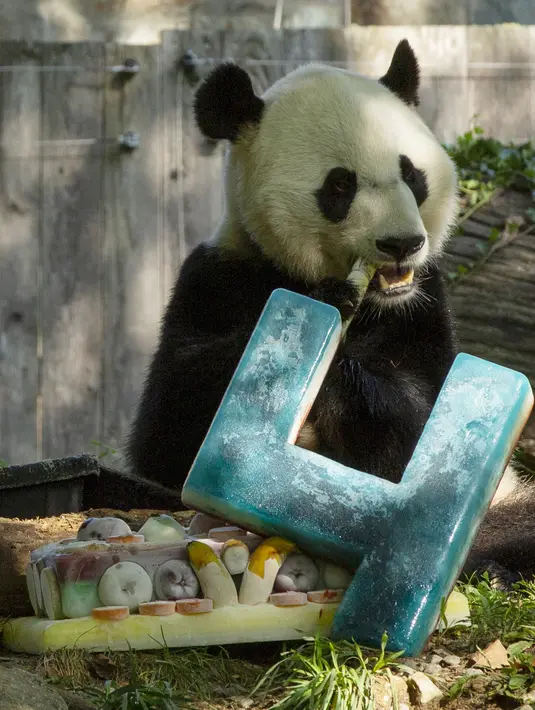 Panda Bei Bei memakan kue ulang tahunnya yang ke-4 di Kebun Binatang Nasional Smithsonian di Washington, DC (22/8/2019). Bei Bei akan pindah ke China setelah berusia empat tahun, menurut perjanjian Kebun Binatang Nasional Smithsonian dan Asosiasi Konservasi Margasatwa China.(AFP Photo/Alastair Pike)