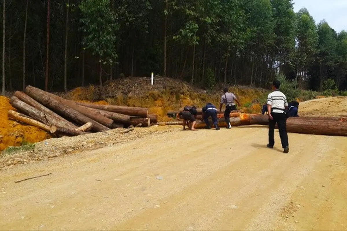 Kayu bulat didua hasil ilegal logging Suaka Margasatwa Rimbang Baling yang pernah disita Polda Riau.