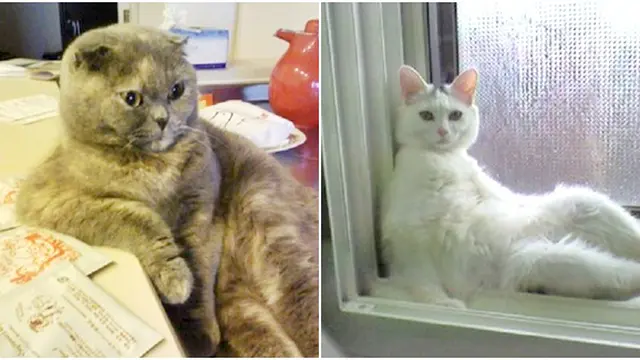 (c) rocketnews24.com