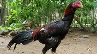 Cara Ternak Ayam Sengkuni untuk Pemula dari Nol sampai Panen dengan Mudah
