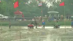 Balapan Ttraktor kerap diselengarakan setahun sekali di sebuah desa di Bangkok Thailand untuk merayakan panen padi. Diikuti 40 petani tahun ini pemenang mendapat hadiah 56 Dolar Amerika
