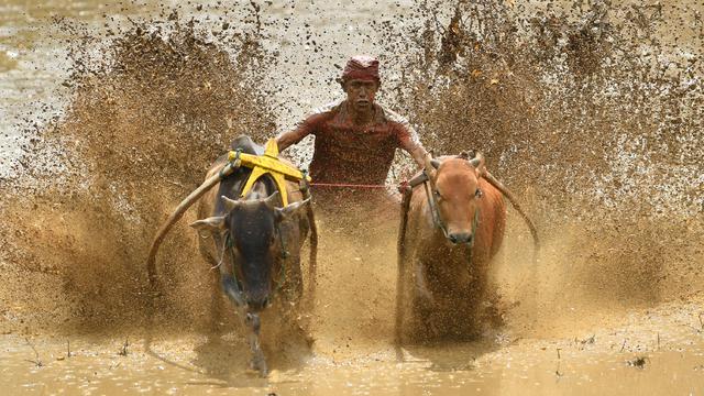 Pacu Jawi, Balapan Sapi Khas Minangkabau