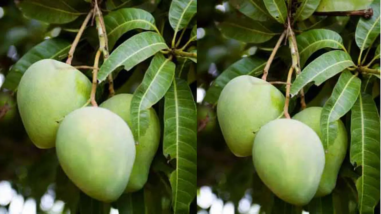 6 Khasiat Hebat Daun Mangga Untuk Pengobatan Tradisional