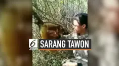Aksi berbahaya dilakukan seorang pria. Tanpa pengaman, ia nekat memegang sarang madu penuh tawon yang siap menyengat.