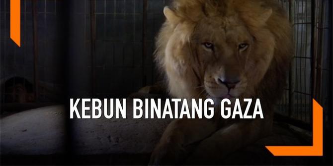 VIDEO: Aksi Penyelamatan Hewan di Kebun Binatang Gaza