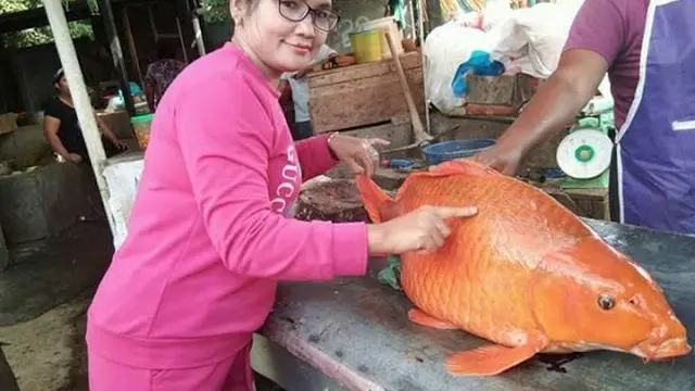 [Bintang] Ikan Mas