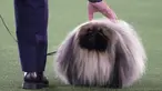 David Fitzpatrick dengan "Wasabi" Pekingnya usai memenangkan Best in Show dalam Westminster Kennel Club Dog Show di Lyndhurst Estate, Tarrytown, New York, Amerika Serikat, 13 Juni 2021. Pandemi COVID-19 membuat Westminster Kennel Club Dog Show tahun ini digelar tanpa penonton. (TIMOTHY A. CLARY/AFP)