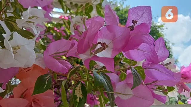 Hasil foto dengan Oppo A57 (Liputan6.com/Giovani Dio Prasasti)